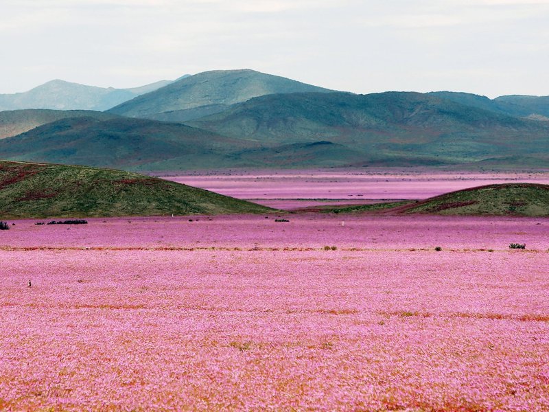 roses d'Atacama
